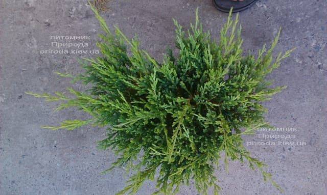 Можжевельник горизонтальный Андорра Компакт (Juniperus horizontalis Andorra Compact) ФОТО Питомник растений Природа (1)