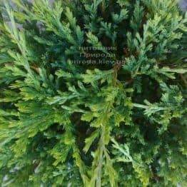 Ялівець горизонтальний Андорра Компакт (Juniperus horizontalis Andorra Compact) ФОТО Розплідник рослин Природа (2)