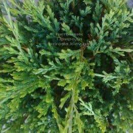 Можжевельник горизонтальный Андорра Компакт (Juniperus horizontalis Andorra Compact) ФОТО Питомник растений Природа (2)