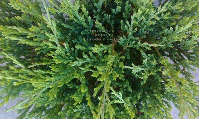 Можжевельник горизонтальный Андорра Компакт (Juniperus horizontalis Andorra Compact) ФОТО Питомник растений Природа (2)