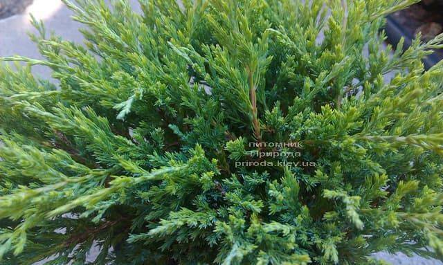 Можжевельник горизонтальный Андорра Компакт (Juniperus horizontalis Andorra Compact) ФОТО Питомник растений Природа (4)