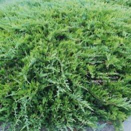 Ялівець козацький Тамарісціфолія (Juniperus sabina Tamariscifolia) ФОТО Розплідник рослин Природа (1)