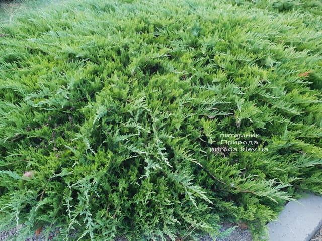 Можжевельник казацкий Тамарисцифолия (Juniperus sabina Tamariscifolia) ФОТО Питомник растений Природа (1)