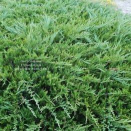 Можжевельник казацкий Тамарисцифолия (Juniperus sabina Tamariscifolia) ФОТО Питомник растений Природа (4)