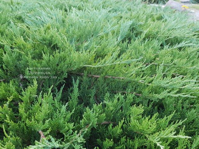 Ялівець козацький Тамарісціфолія (Juniperus sabina Tamariscifolia) ФОТО Розплідник рослин Природа (5)