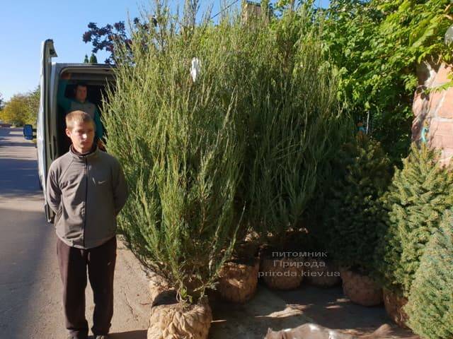 Можжевельник скальный Скайрокет (Juniperus scopulorum Skyrocket) ФОТО Питомник растений Природа (20)
