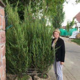 Ялівець скельний Скайрокет (Juniperus scopulorum Skyrocket) ФОТО Розплідник рослин Природа (25)