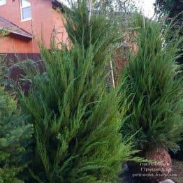 Можжевельник средний / пфитцериана Минт Джулеп (Juniperus media / pfitzeriana Mint Julep) ФОТО Питомник растений Природа (5)