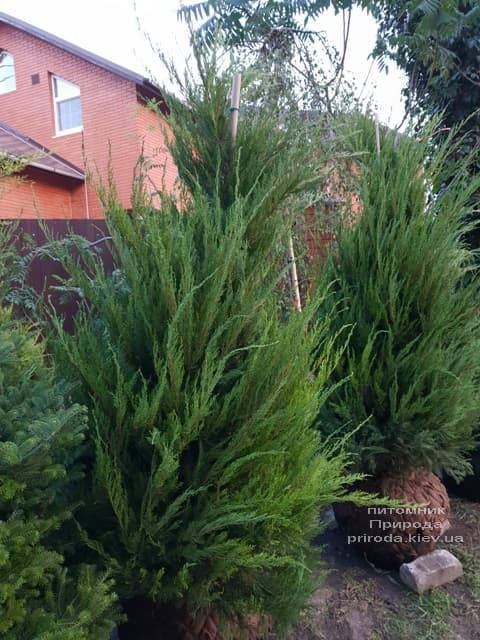 Ялівець середній / пфітцеріана Мінт Джулеп (Juniperus media / pfitzeriana Mint Julep) ФОТО Розплідник рослин Природа (5)