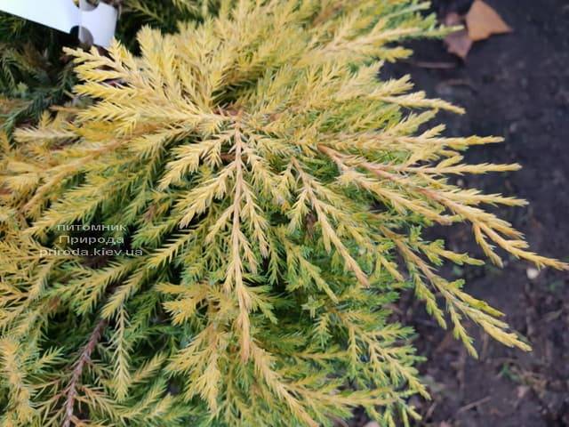 Ялівець середній / пфітцеріана Голд Стар (Juniperus media / pfitzeriana Gold Star) ФОТО Розплідник рослин Природа (1)