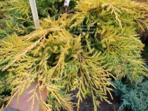 Можжевельник средний / пфитцериана Голд Стар (Juniperus media / pfitzeriana Gold Star) ФОТО Питомник растений Природа (2)