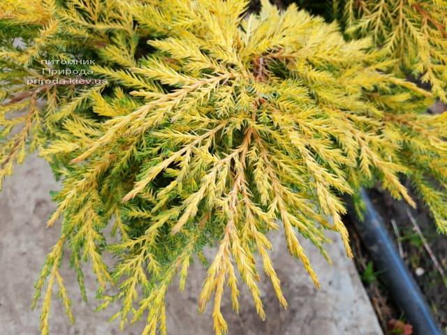 Можжевельник средний / пфитцериана Голд Стар (Juniperus media / pfitzeriana Gold Star) ФОТО Питомник растений Природа (3)