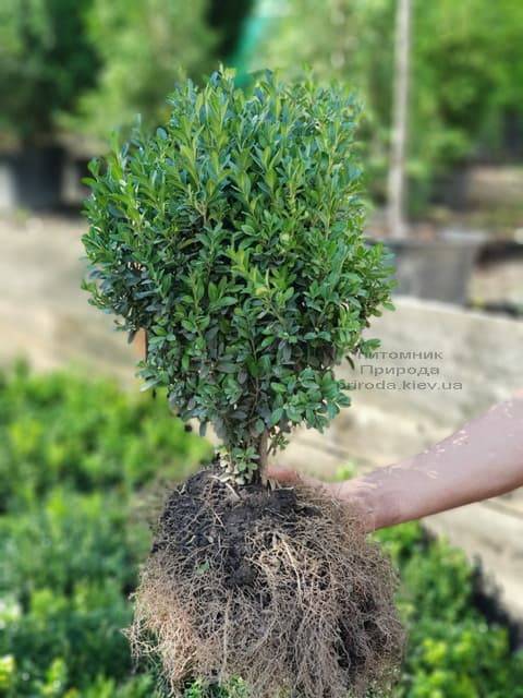 Самшит вечнозелёный (Buxus sempervirens) ФОТО Питомник растений Природа (1)