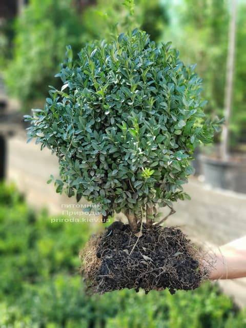 Самшит вечнозелёный (Buxus sempervirens) ФОТО Питомник растений Природа (3)