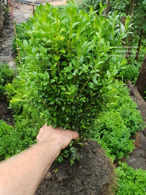 Самшит вічнозелений (Buxus sempervirens) ФОТО Розплідник рослин Природа (7)