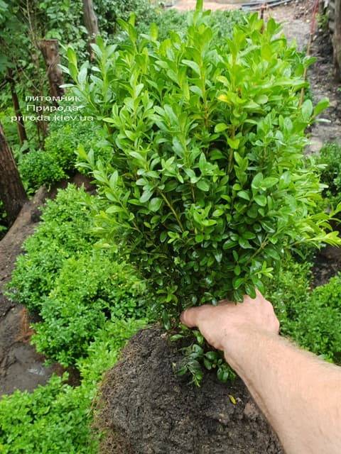 Самшит вечнозелёный (Buxus sempervirens) ФОТО Питомник растений Природа (8)