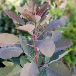 Скумпия кожевенная Грейс (Cotinus coggygria Grace) ФОТО Питомник растений Природа (3)