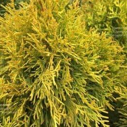 Туя западная Джанед Голд (Голден Смарагд) (Thuja occidentalis Janed Gold (Golden Smaragd) ФОТО Питомник растений Природа (4)