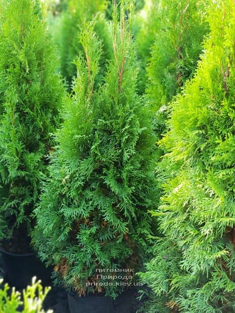 Туя західна Смарагд (Thuja occidentalis Smaragd) ФОТО Розплідник рослин Природа (67)