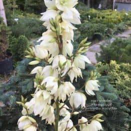 Юкка нитчатая (Yucca filamentosa) ФОТО Розплідник рослин Природа (3)