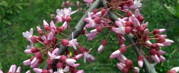 Церцис канадский (Cercis canadensis) ФОТО Питомник растений Природа (1)