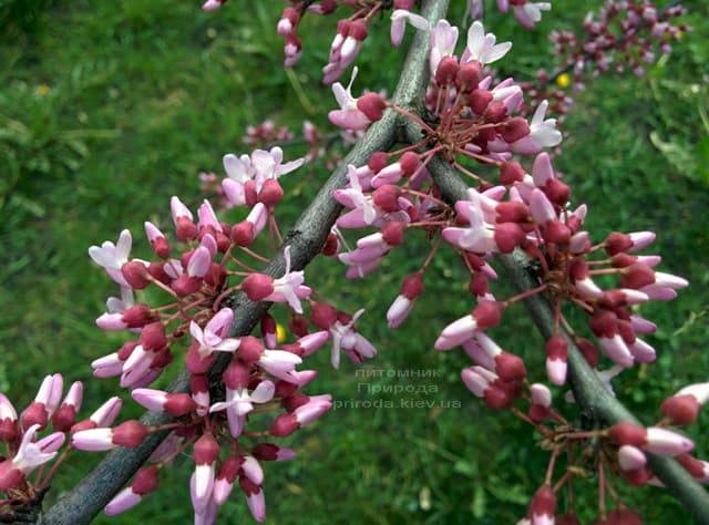 Церцис канадський (Cercis canadensis) ФОТО Розплідник рослин Природа (1)