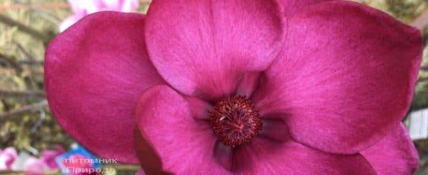 Магнолия Клеопатра (Magnolia Cleopatra Tulip) ФОТО Питомник растений Природа (25)
