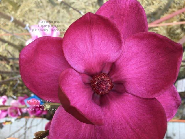 Магнолия Клеопатра (Magnolia Cleopatra Tulip) ФОТО Питомник растений Природа (25)