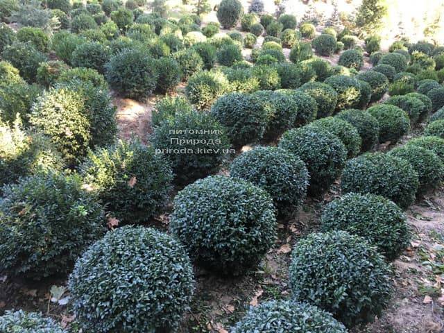 Самшит вічнозелений Куля (Buxus sempervirens Boll) ФОТО Розплідник рослин Природа (1)