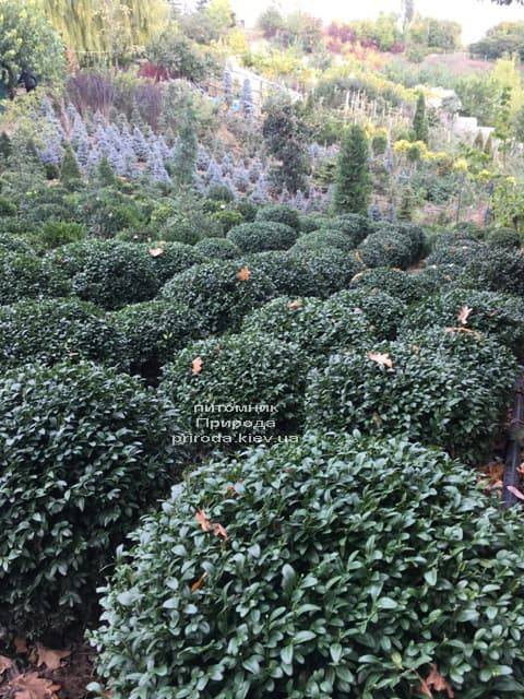 Самшит вічнозелений Куля (Buxus sempervirens Boll) ФОТО Розплідник рослин Природа (3)