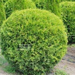 Туя западная Брабант Шар (Thuja occidentalis Brabant Boll) ФОТО Питомник растений Природа (3)