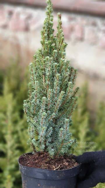 Ялина канадська Сандерс Блю (Picea glauca Sanders Blue) ФОТО Розплідник рослин Природа (3)