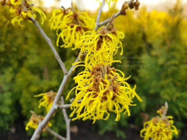 Гамамелис (Hamamelis) ФОТО Питомник растений Природа (9)