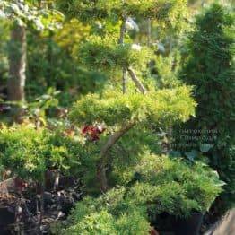 Бонсай Ялівець пфітцеріана (Juniperus pfitzeriana Bonsai) ФОТО Розплідник рослин Природа (7)