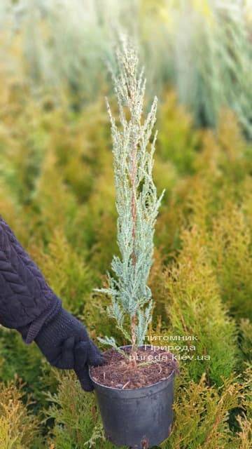 Можжевельник скальный Блю Арроу (Блю Эрроу) (Juniperus scopolorum Blue Arrow) ФОТО Питомник растений Природа (11)