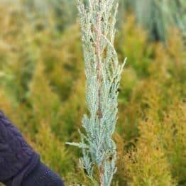 Можжевельник скальный Блю Арроу (Блю Эрроу) (Juniperus scopolorum Blue Arrow) ФОТО Питомник растений Природа (12)