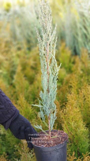 Ялівець скельний Блю Арроу (Блю Ерроу) (Juniperus scopolorum Blue Arrow) ФОТО Розплідник рослин Природа (12)