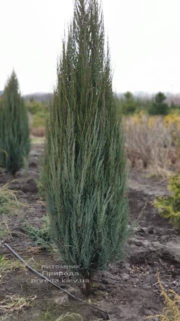 Можжевельник скальный Блю Арроу (Блю Эрроу) (Juniperus scopolorum Blue Arrow) ФОТО Питомник растений Природа (18)