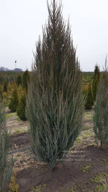 Можжевельник скальный Блю Арроу (Блю Эрроу) (Juniperus scopolorum Blue Arrow) ФОТО Питомник растений Природа (21)