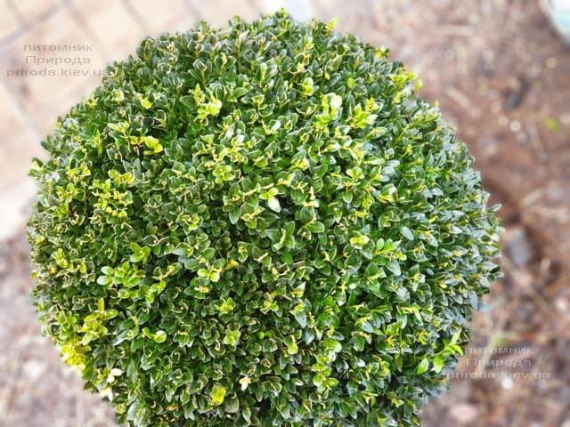 Самшит вечнозелёный Шар (Buxus sempervirens Boll) ФОТО Питомник растений Природа (13)