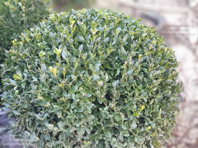 Самшит вічнозелений Куля (Buxus sempervirens Boll) ФОТО Розплідник рослин Природа (6)