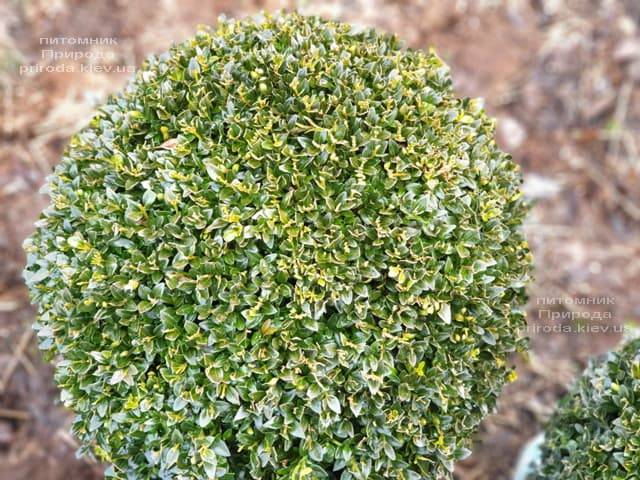 Самшит вечнозелёный Шар (Buxus sempervirens Boll) ФОТО Питомник растений Природа (7)