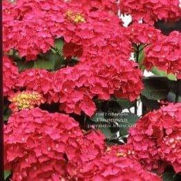 Гортензія великоквіткова Ред Барон (Hydrangea macrophylla Red Baron) ФОТО Розплідник рослин Природа (2)