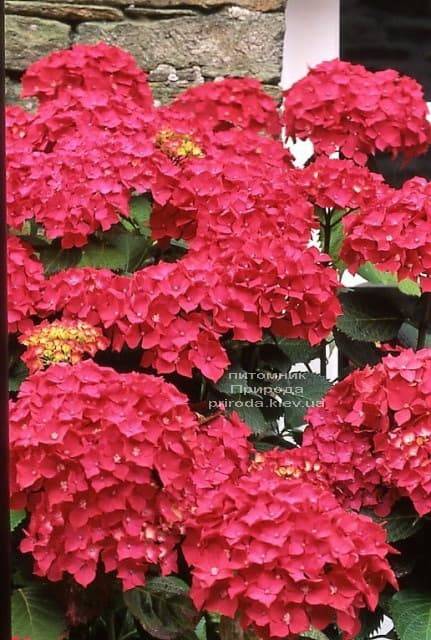 Гортензия крупноцветковая Рэд Барон (Hydrangea macrophylla Red Baron) ФОТО Питомник растений Природа (2)