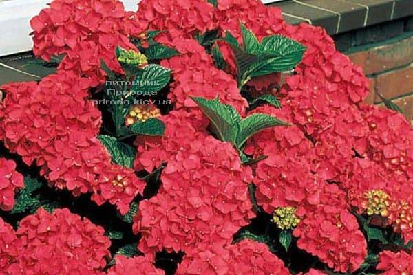 Гортензия крупноцветковая Роял Рэд (Hydrangea macrophylla Royal Red) ФОТО Питомник растений Природа (3)