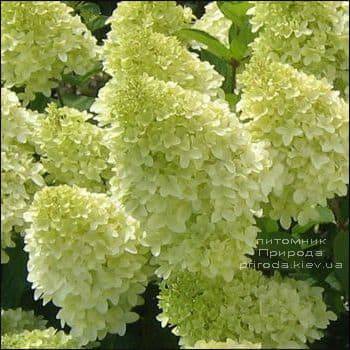 Гортензия метельчатая Мэджикал Кэндл (Hydrangea paniculata Magical Candle) ФОТО Питомник растений Природа (2)