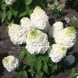 Гортензія волотисте Меджікал Мон Блан (Hydrangea paniculata Magical Mont Blanc) ФОТО Розплідник рослин Природа (1)