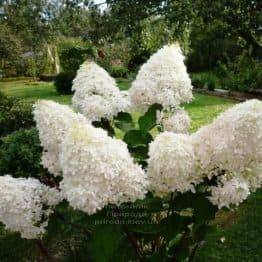 Гортензія волотиста Фантом (Hydrangea paniculata Phantom) ФОТО Розплідник рослин Природа (3)