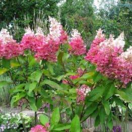 Гортензия метельчатая Пинки Винки (Hydrangea paniculata Pinky Winky) ФОТО Питомник растений Природа (2)