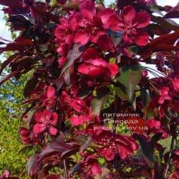 Яблуня декоративна Роялті (Malus Royalty) ФОТО Розплідник рослин Природа (9)